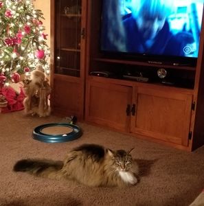 Meet your Posher, Sharon smith